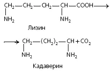 Образуется в результате разложения белков микроорганизмами См также биогенные - фото 4