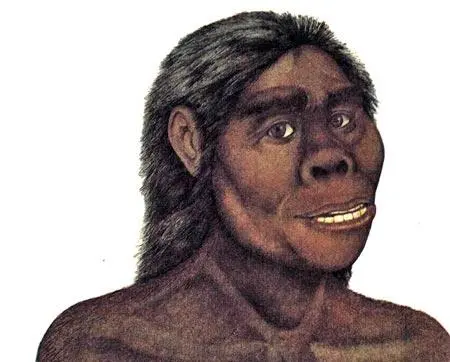 Homo habilis был вероятно первым человеком Укрощение огня Более разумный - фото 8