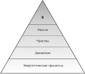 Рис 44 Иерархия личности Lowen с 33 Помимо этого у многих людей голова - фото 23