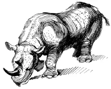 Все носороги живут в болотистых саваннах и изза своей огромной силы почти не - фото 7