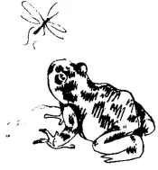 Тогда маленькая земляная жаба собрала муравьев ос зверей и птиц и повела их - фото 10
