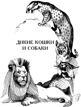 Леопард Леопард самый грозный И самый умный Самый красивый И самый - фото 14