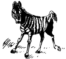 В настоящее время сохранилось три вида зебр горная зебру зебра грэви и зебра - фото 23
