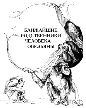 Шимпанзе Шимпанзе Pan troglodytes крупная обезьяна У нее сильные короткие - фото 27