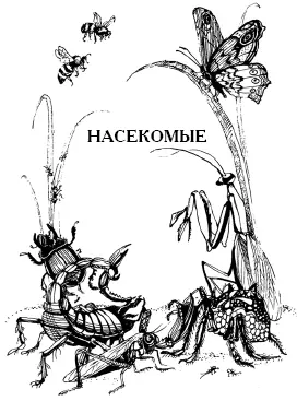 Муравей Муравьи Formica удивительные насекомые которые живут в - фото 60