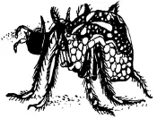 Тарантулы Lycosidae это крупные пауки Ноги у них длиннее чем тело - фото 67