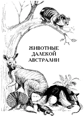 Броненосец Броненосцев armadillo в Латинской Америке называют армадилло - фото 68