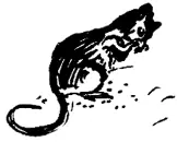 Есть жесткошерстные мыши жирные мыши их так и называют болотные потому что - фото 80