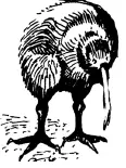 Размеры у киви небольшие с обычную курицу Тело у нее грушевидной формы с - фото 96