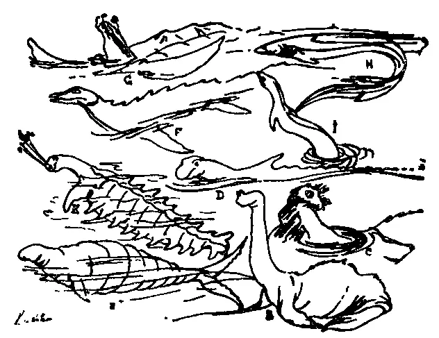 Возможные виды морского змея Рисунок художницы Алики Ватто жены профессора - фото 8