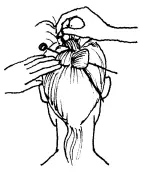 Рис 43 Классический пучок Для того чтобы получилась французская ракушка - фото 61