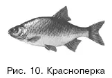 Жерех Aspius rapax Жерех наиболее крупная рыба из семейства карповых Он - фото 10