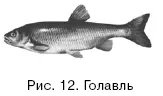 Молодой голавль рыба нехищная но достигнув веса 100200 г начинает - фото 12