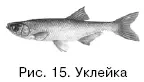 Уклейка нерестится при температуре воды 1720 C причем икромет часто - фото 15