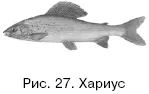 Самцы достигают половой зрелости к 2 годам а самки к 4 вырастая при этом до - фото 27