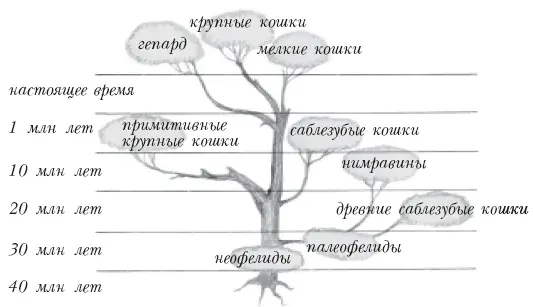 Родословное древо семейства кошачьих Что касается неофелидов то они продолжили - фото 2