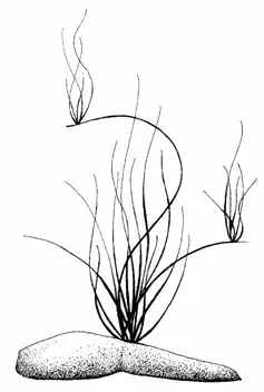 Описание семейство осоковых Cyperaceae Родиной являются области Северной - фото 33