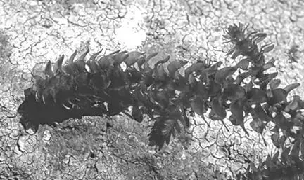 Описание семейство водокрасовых Hydrocharitaceae Родиной является Северная - фото 34