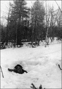 Снимок 1959 г двух кедров большой кедр слева и тряпка найденная собакой - фото 62