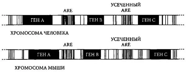 Рис 52 Порядок генов в хромосоме у мыши и человека часто совпадает хотя - фото 7