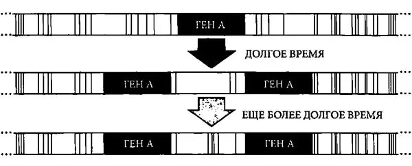 Рис 91 Эволюция сложного комплекса белков за счет дупликации гена В - фото 9