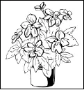 Броваллия красивая В speciosa Hook травянистое многолетнее растение на - фото 112