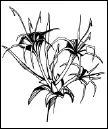 Г карибский Н caribaea Herb РодинаАнтильские ова Внешний вид и - фото 119