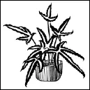 Другие разновидности П длиннолистный Р longifolia L наземное - фото 175