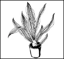 Внешний вид и строение рео покрывальчатое или Р пестрое R spathacea - фото 177