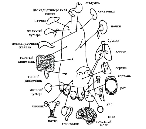 Рис 19 Система соответствия точек стопы органам человека Поскольку стопа при - фото 29