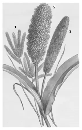 Три главных вида проса африканцев 1 Panicum 2 Sorghum 3 Eleusine - фото 89