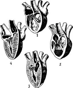 Как работает сердце на рисунке видна левая половина сердца 1 левое - фото 2