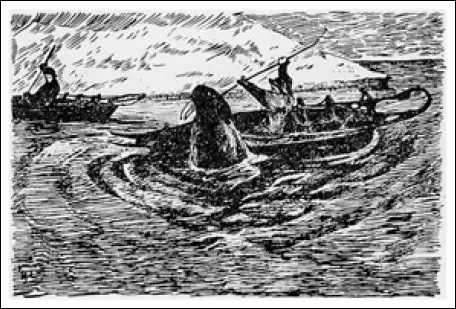 Нападение моржей Рисунок Подойти на расстояние выстрела было конечно - фото 80