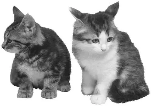 Полудлинношерстные кошки Ангорская Впервые эту кошку привезли из Турции в XVI - фото 9