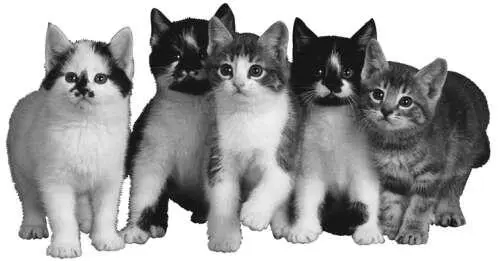 Полудлинношерстные кошки Ангорская Впервые эту кошку привезли из Турции в XVI - фото 10