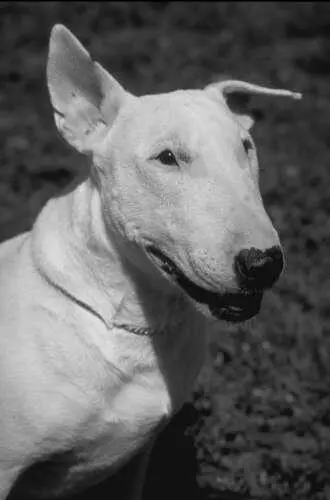 Керриблютерьер Это своеобразная порода собак с красивым серебристоголубым - фото 31