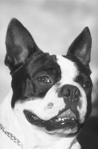 Керриблютерьер Это своеобразная порода собак с красивым серебристоголубым - фото 32