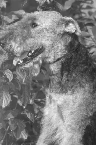 Керриблютерьер Это своеобразная порода собак с красивым серебристоголубым - фото 33