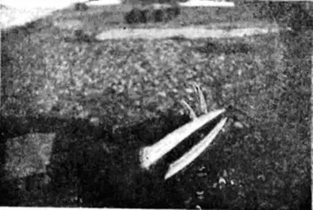 Головы моржей Крауфорд Маурер и Галле приехавшие в 1921 г на остров Врангеля - фото 26