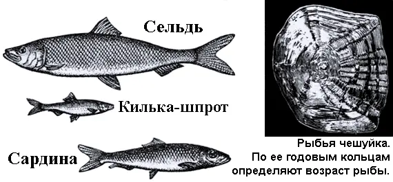 Почему селедка соленая Потому что в море плавает А море Потому что в нем - фото 40