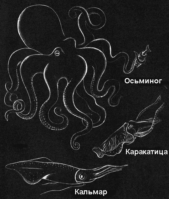 У каждой твари на земле свои приметы У птицы крылья у змеи хвост Волка - фото 161