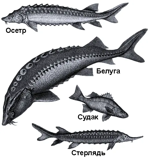 Животный мир Каспия не очень разнообразен но рыбы которые водятся в нем - фото 48
