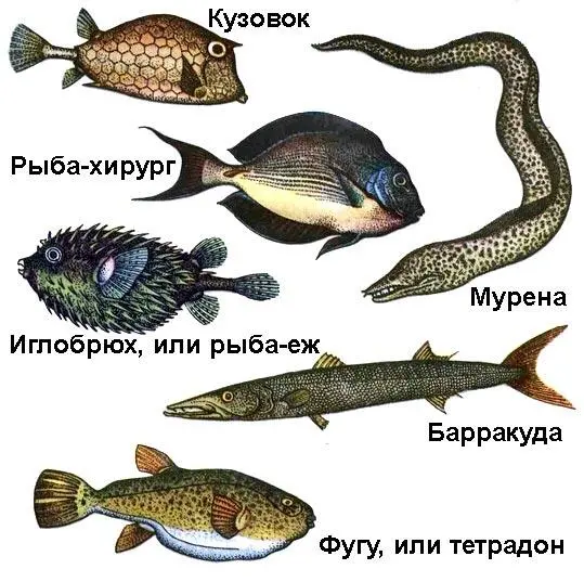РЫБЫ ОПАСНЫЕ ДЛЯ ЧЕЛОВЕКА В Красном море вода теплая кругом кораллы - фото 67