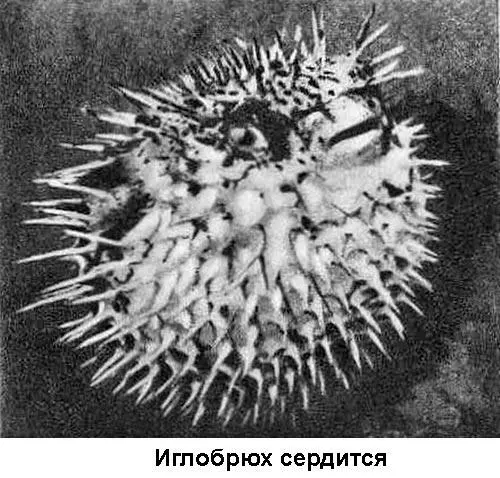 Иглобрюх похож на ежа кузовок на черепаху Он весь спрятался внутрь крепкого - фото 68