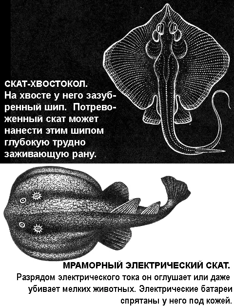 ПОХОЖИЕ НА РАСТЕНИЯ Кто в море самый ленивый Самые ленивые губки - фото 84