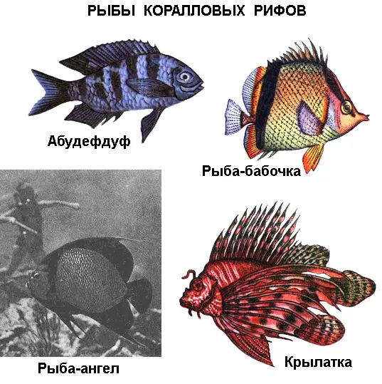ЗАГАДОЧНЫЙ РИСУНОК ЗАГАДОЧНЫЙ РИСУНОК ЗАГАДОЧНЫЙ РИСУНОК Сколько животных - фото 103