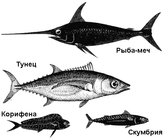 Тунец одна из самых крупных рыб в океане Рыбаки добывали трех и даже - фото 27