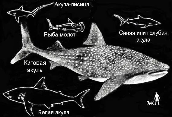 СПУТНИКИ АКУЛ Рыбылоцманы сопровождают акулу во всех ее путешествиях Они - фото 52