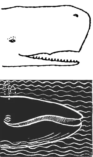 2 Чьи это головы Чьи это хвосты ВИКТОРИНА МОРСКИХ СЛЕДОПЫТОВ 1 - фото 60