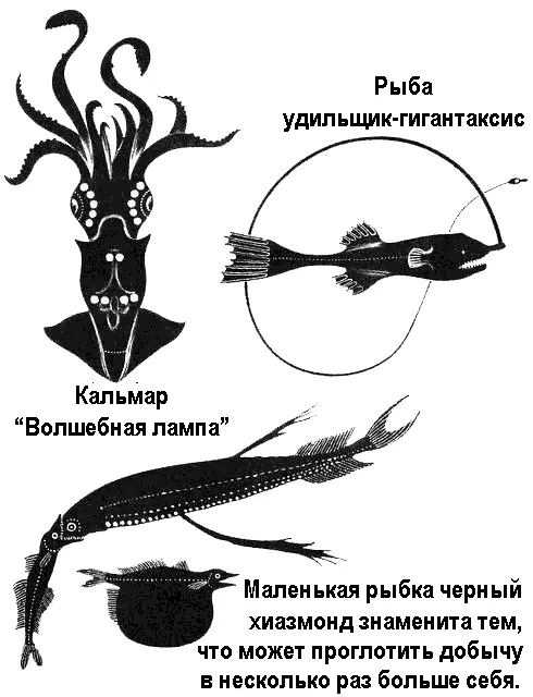 На песке на небольших глубинах растет морская трава зостера Яркозеленую ульву - фото 77
